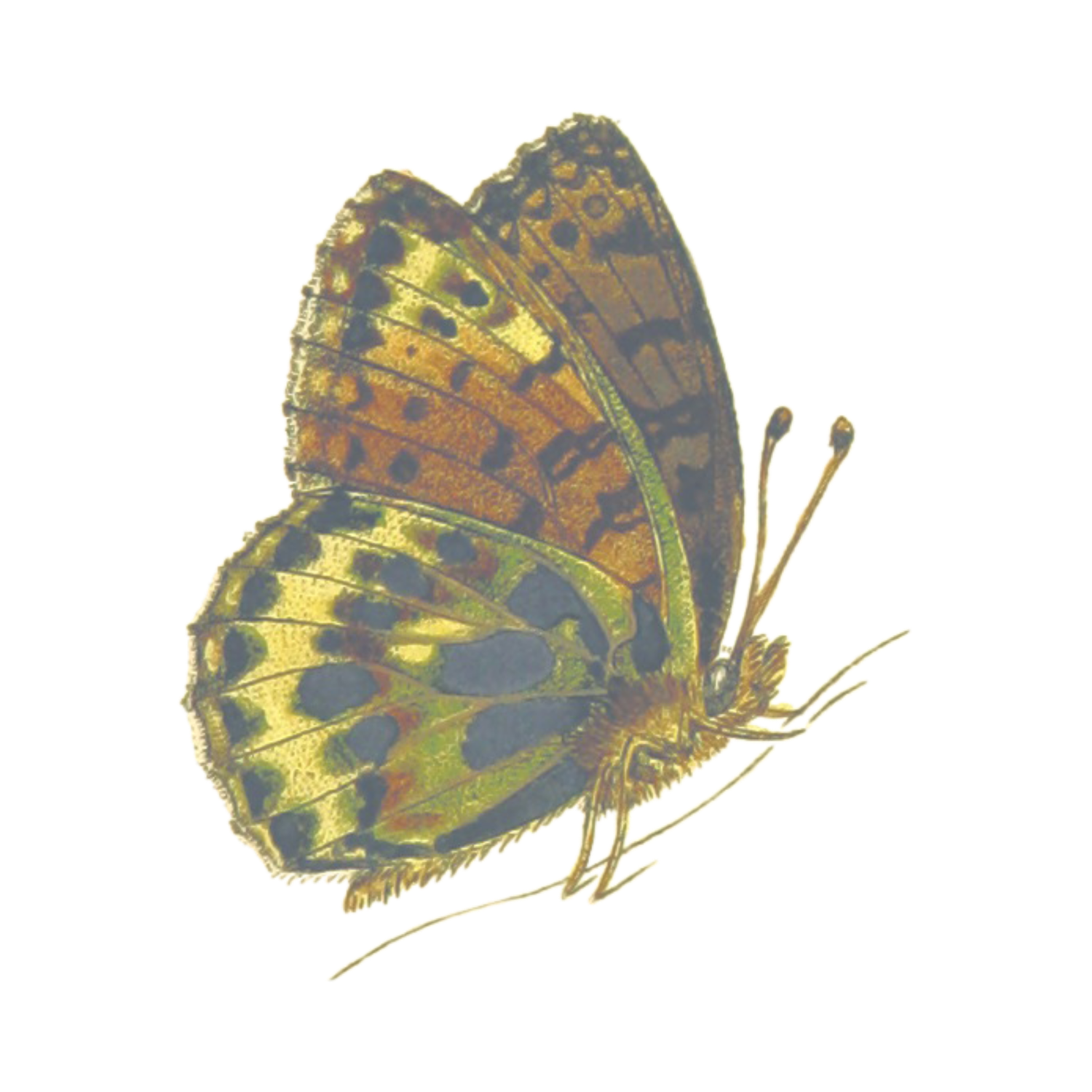 butterfly