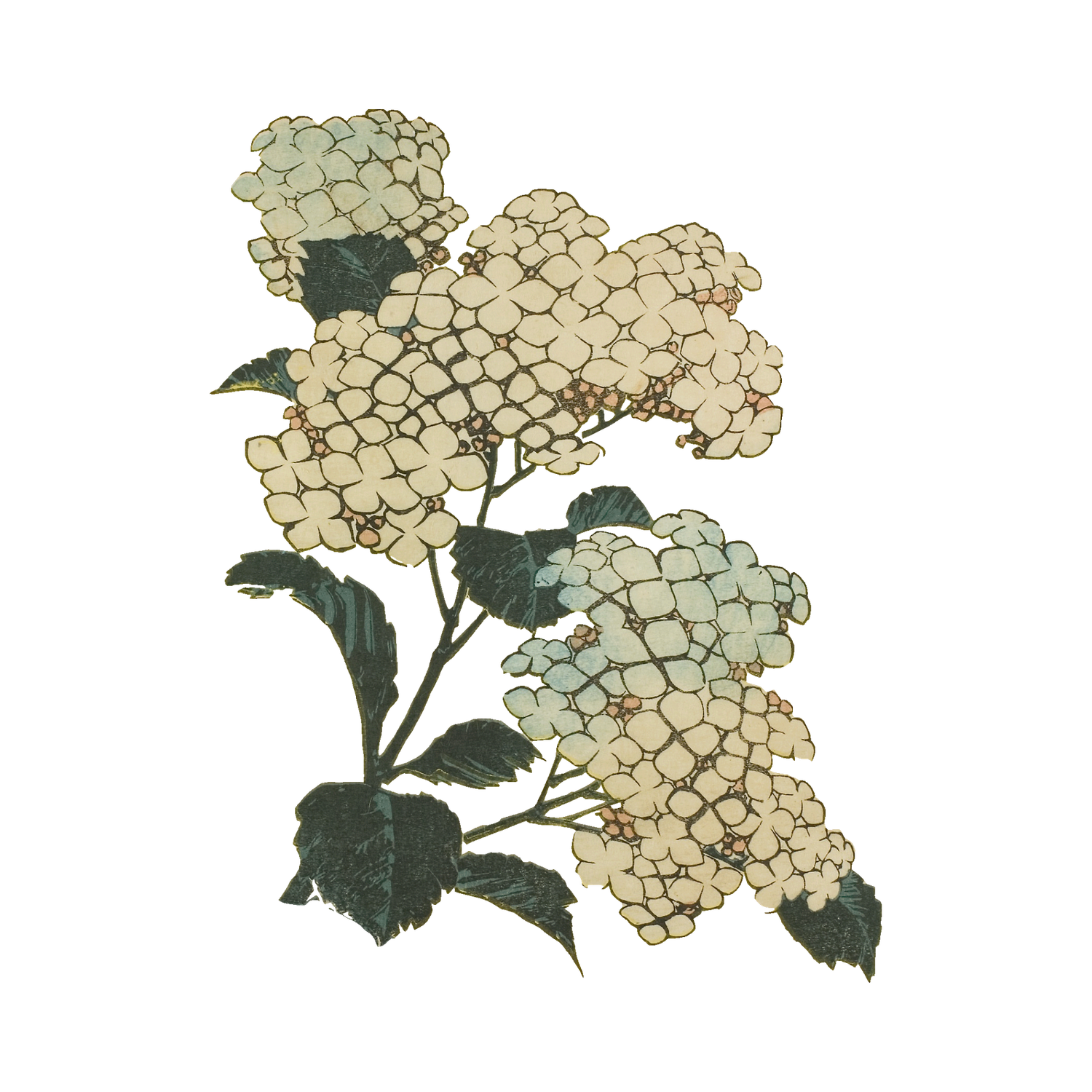 Floral