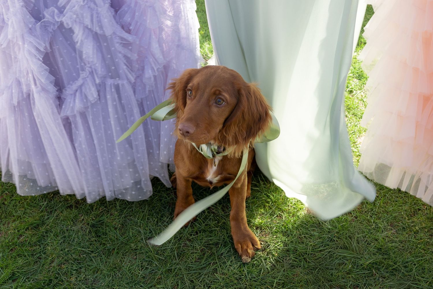 A brown spaniel puppy sits on grass between pastel purple and green tulle gowns, wearing a ribbon bow.