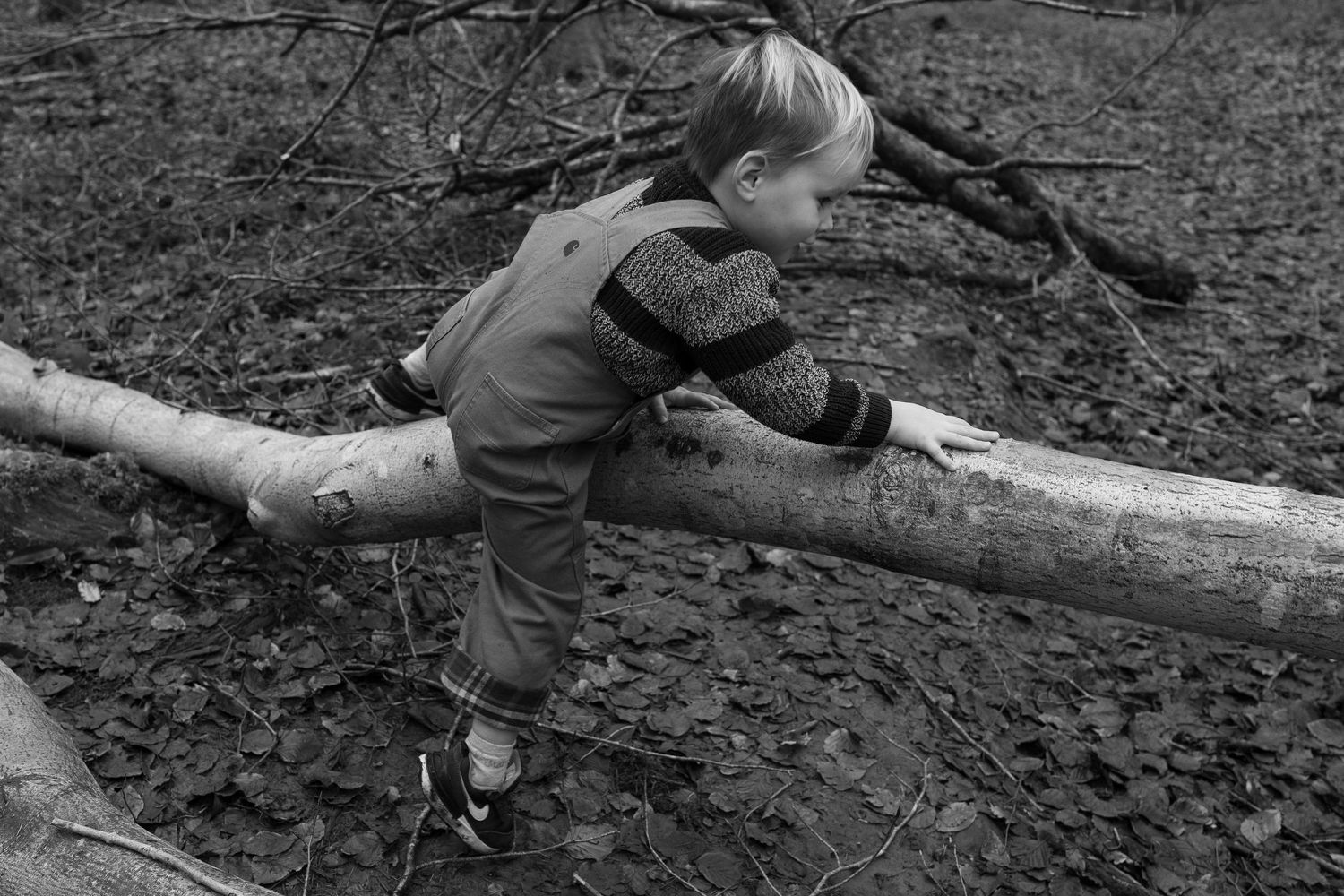 People balancing and walking along fallen tree trunks in a forest setting.