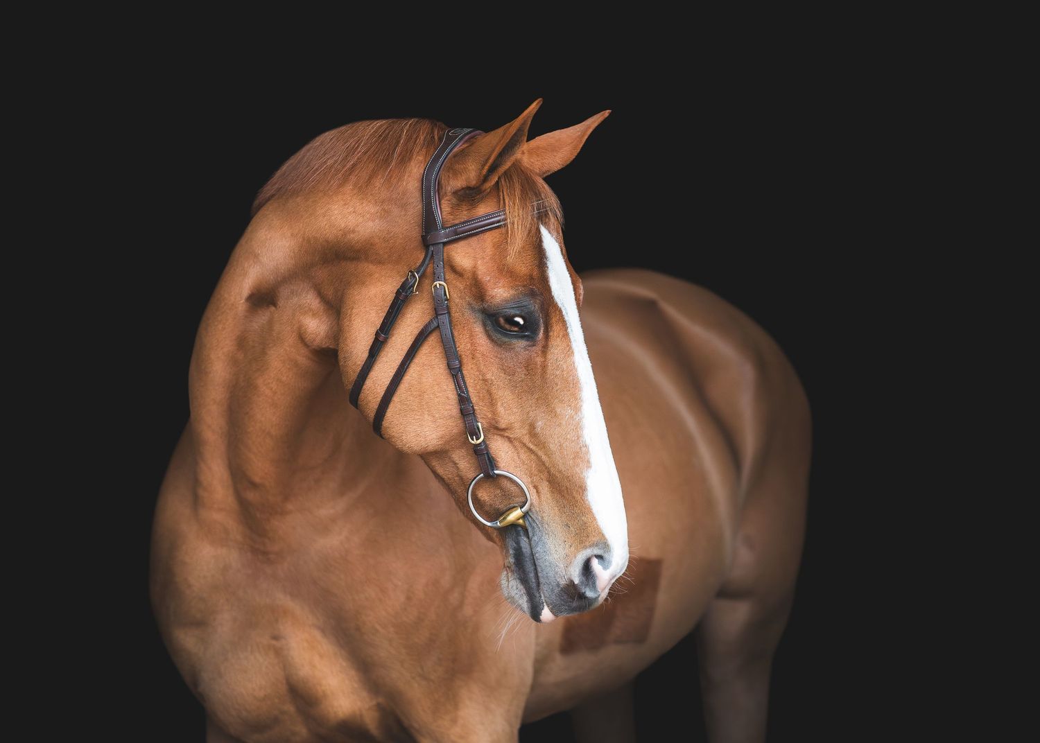 Black background fine art portrait of a chestnut sport horse in Wellington, Florida.