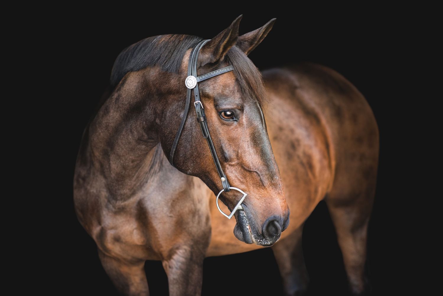Black background fine art portrait of a bay horse in Wellington, Florida.