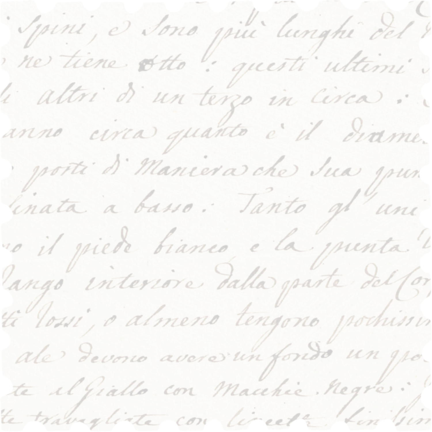Close-up of vintage handwritten Italian script text on white background with elegant cursive lettering.