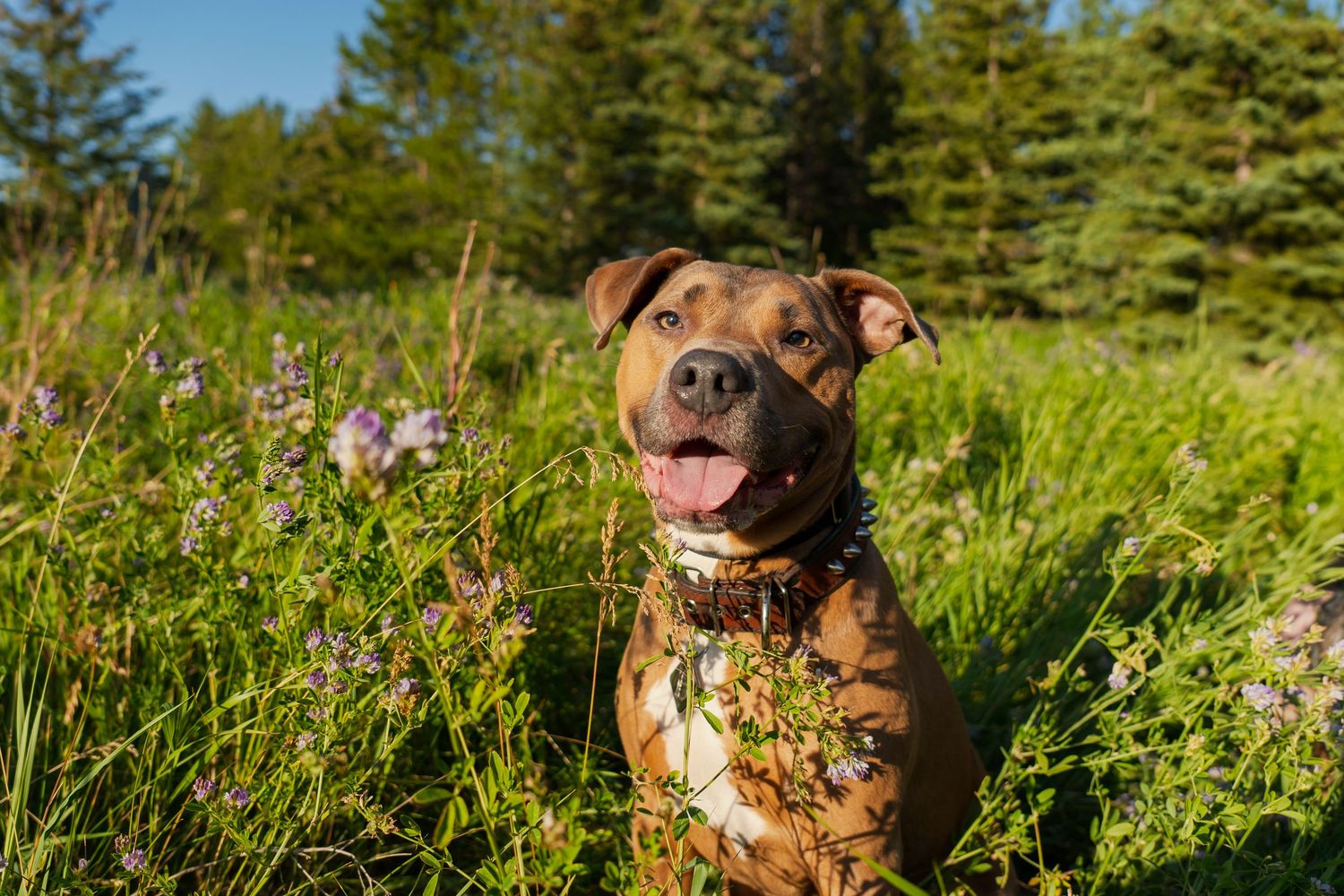 Brown and white dog with a happy expression sitting in a wildflower meadow on a sunny day.