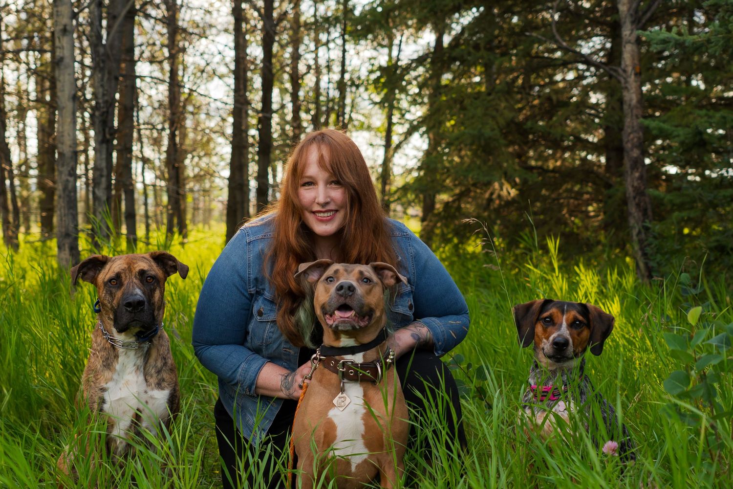 Three dogs sitting together for a family portrait in a sunlit forest clearing.