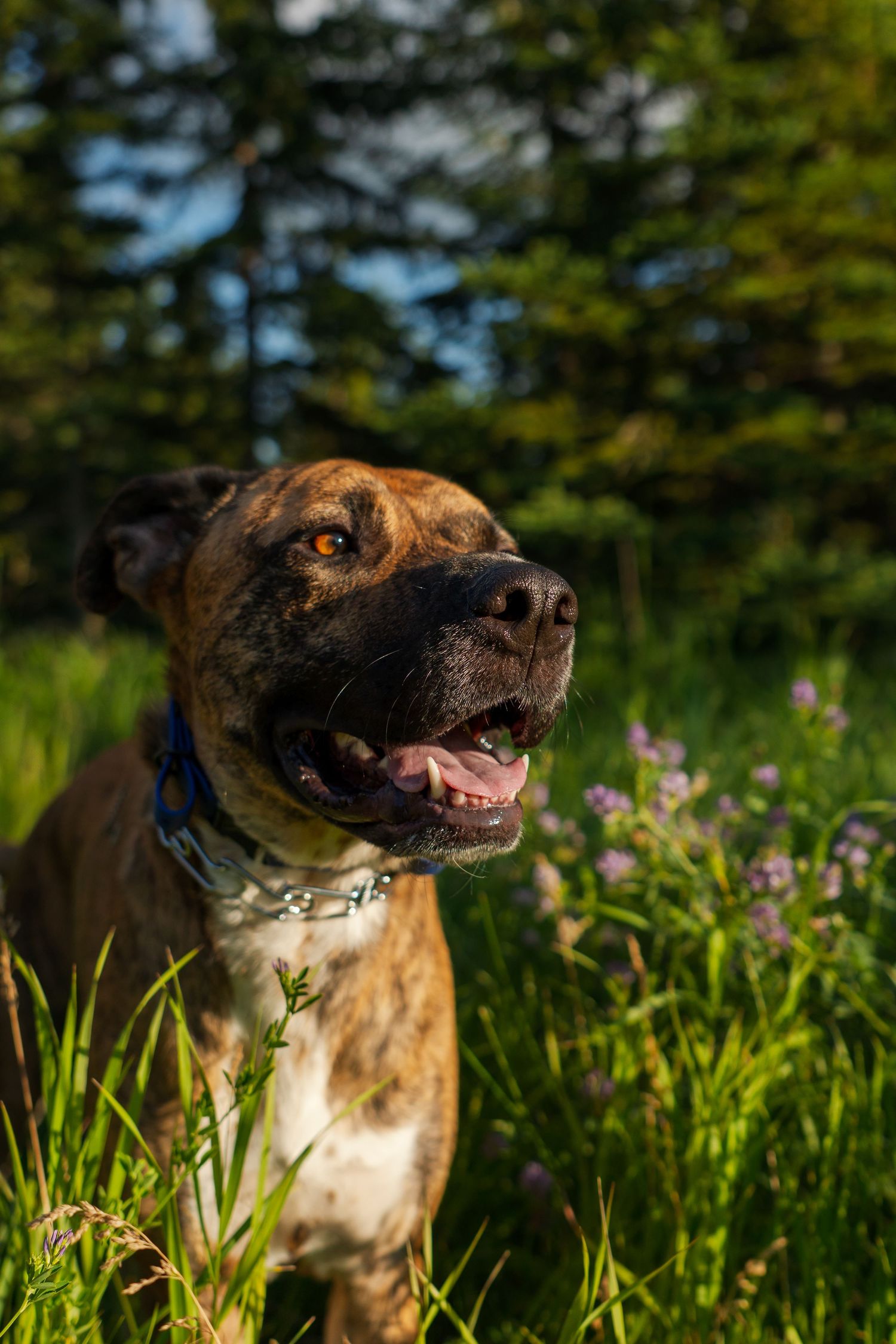 Close-up portrait of a brown and white mixed breed dog smiling in a field of wildflowers.