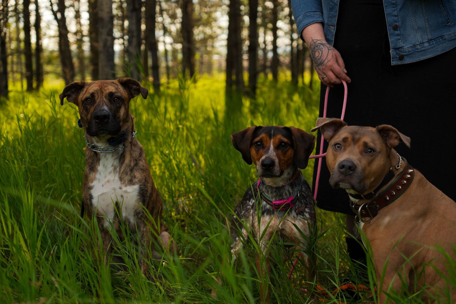 A group of dogs sitting together in a grassy field with evergreen trees in the background.
