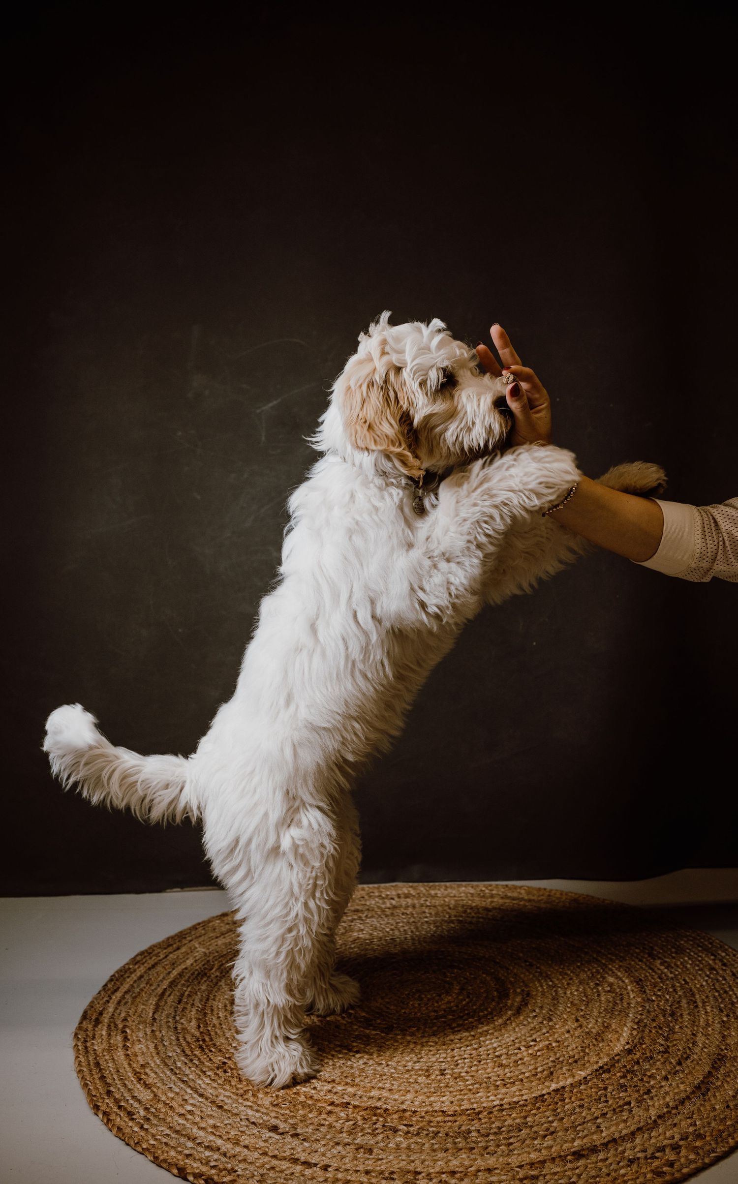 Small white dog jumping and playing on a round jute rug in a dark studio setting.