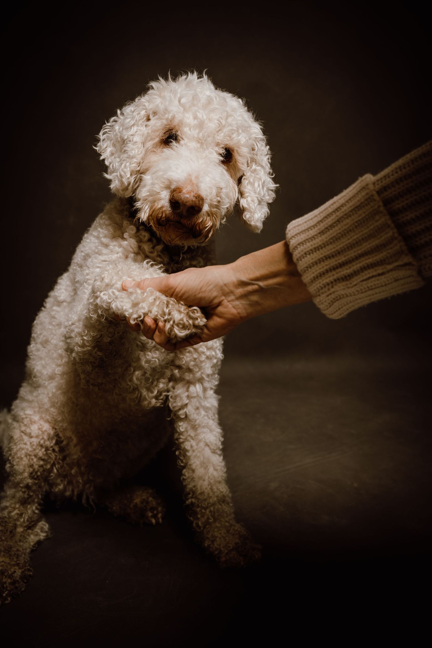 White curly-haired dog playfully interacts with hand against moody dark background.