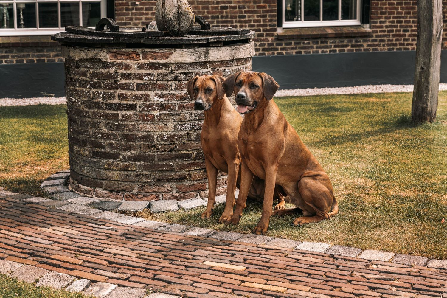 Brown dog rests on brick patio steps near a building on a sunny day.