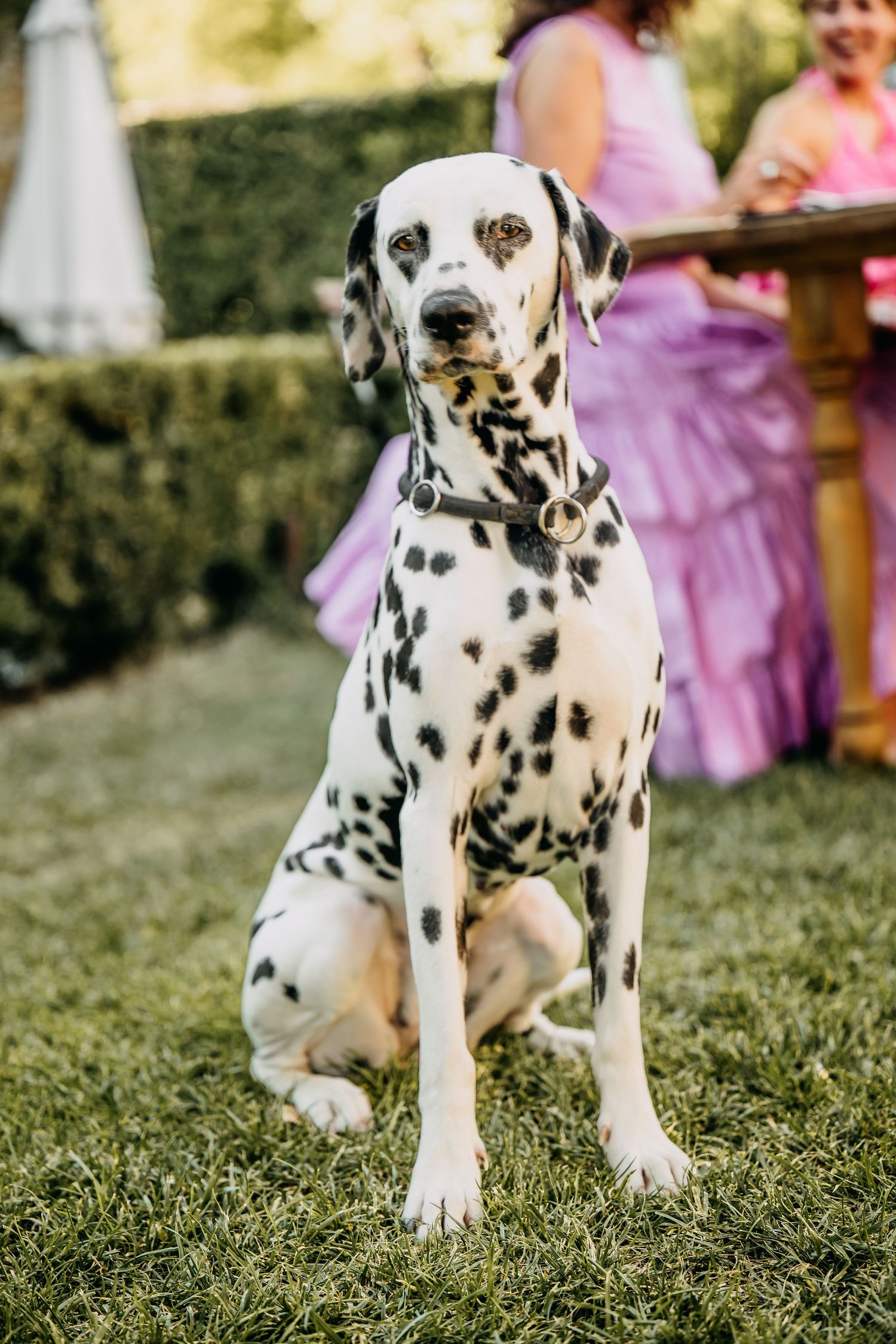 Spotted Dalmatian puppy sitting in grass with pink floral decorations in the background.