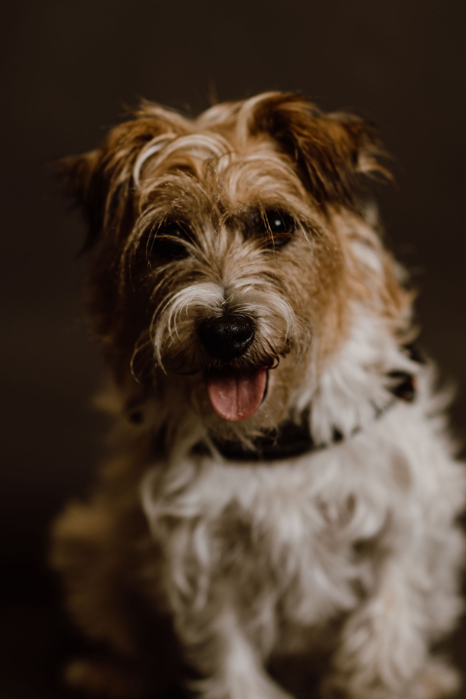 A scruffy white and brown terrier mix dog with shaggy fur smiles at the camera against a dark background.