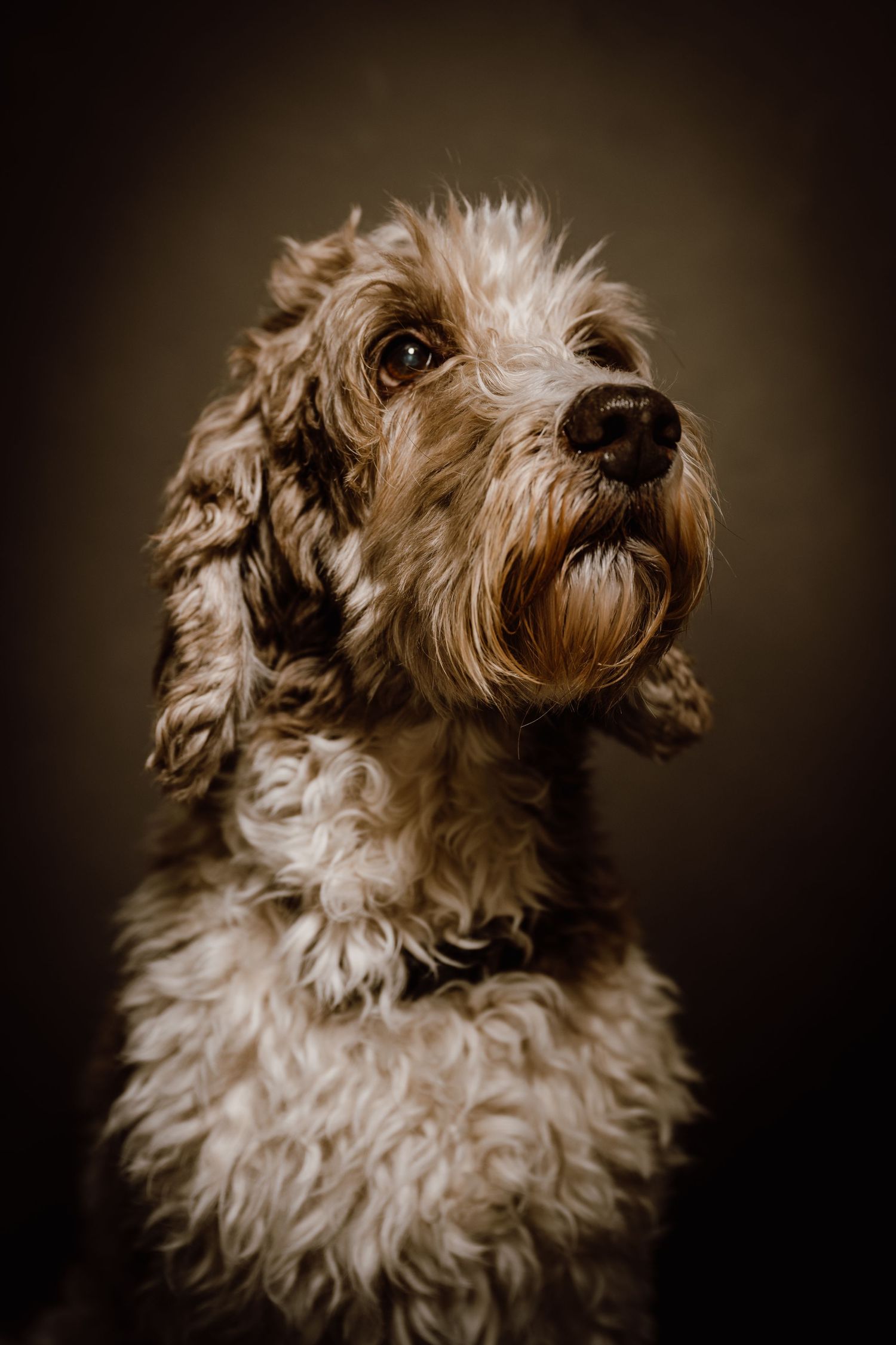 Close-up portraits of a scruffy white terrier dog against dark background.