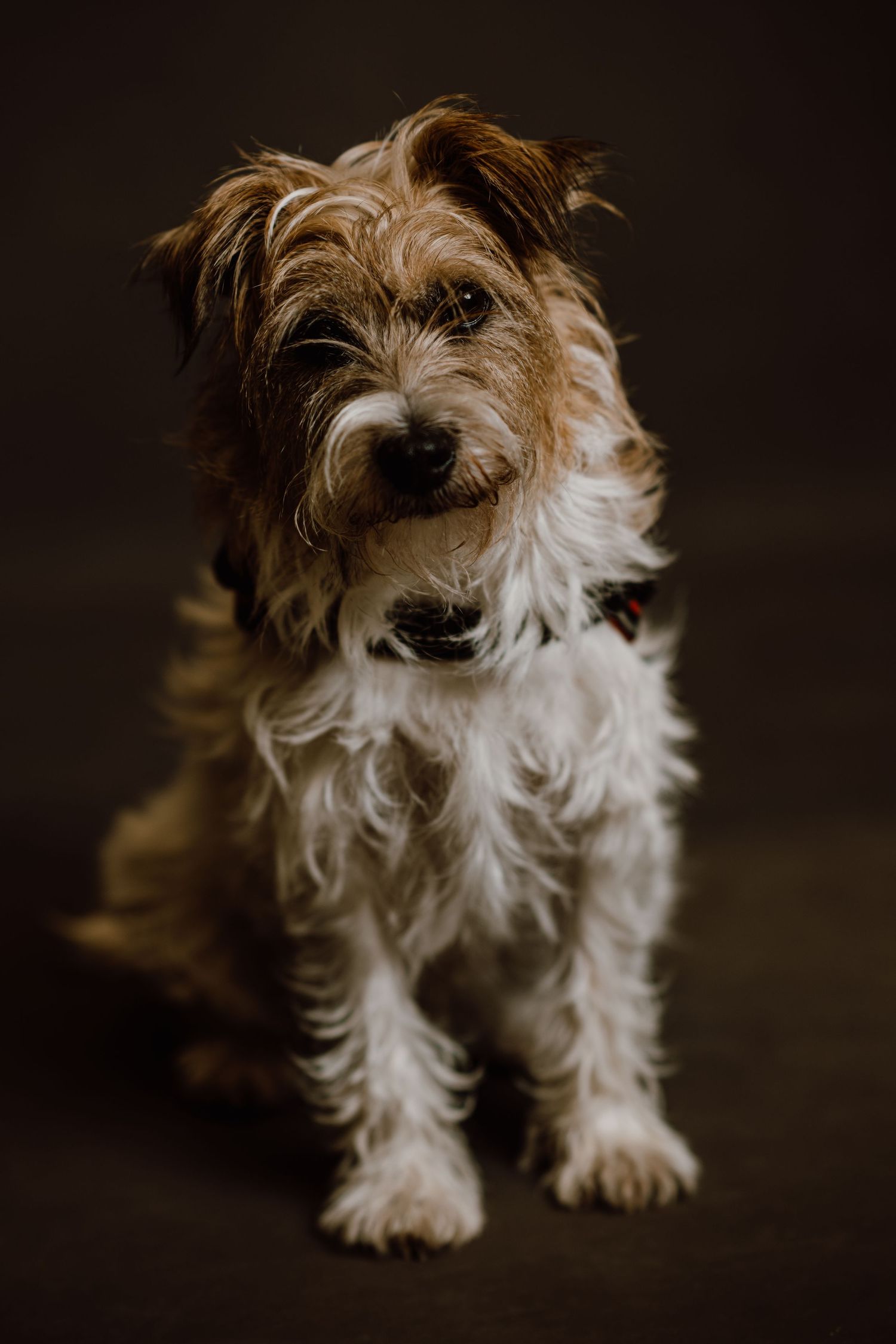 A white terrier dog shown in a series of connected photos against a dark background.
