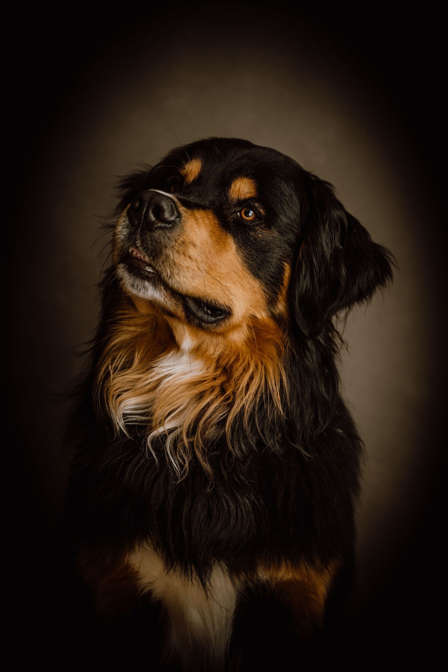 Close-up portrait series of an Australian Shepherd dog with dramatic lighting.