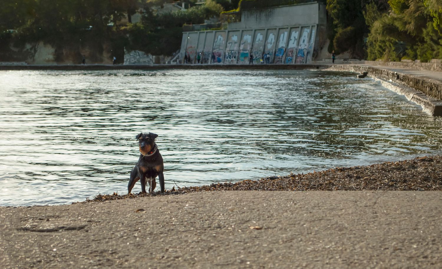 pas na plaži Zvončac za pse, mokar nakon kupanja, gleda u daljinu prema vlasniku