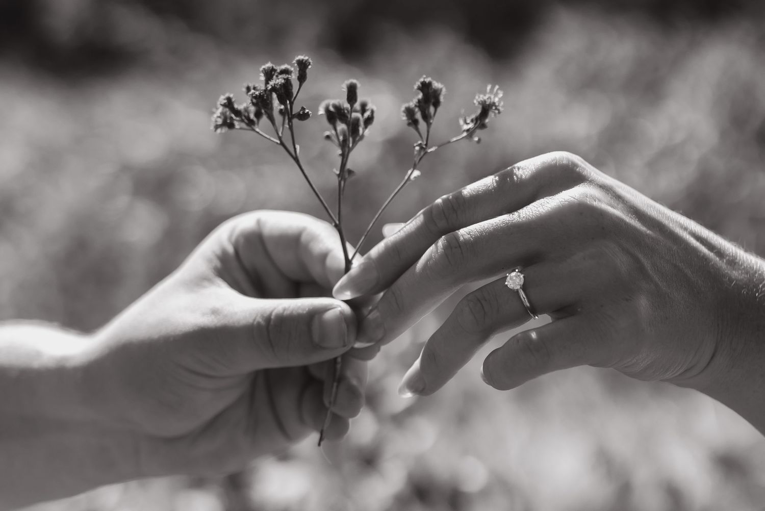 An engaged couple holding hands in an open field. Close up of engagement ring and flower.