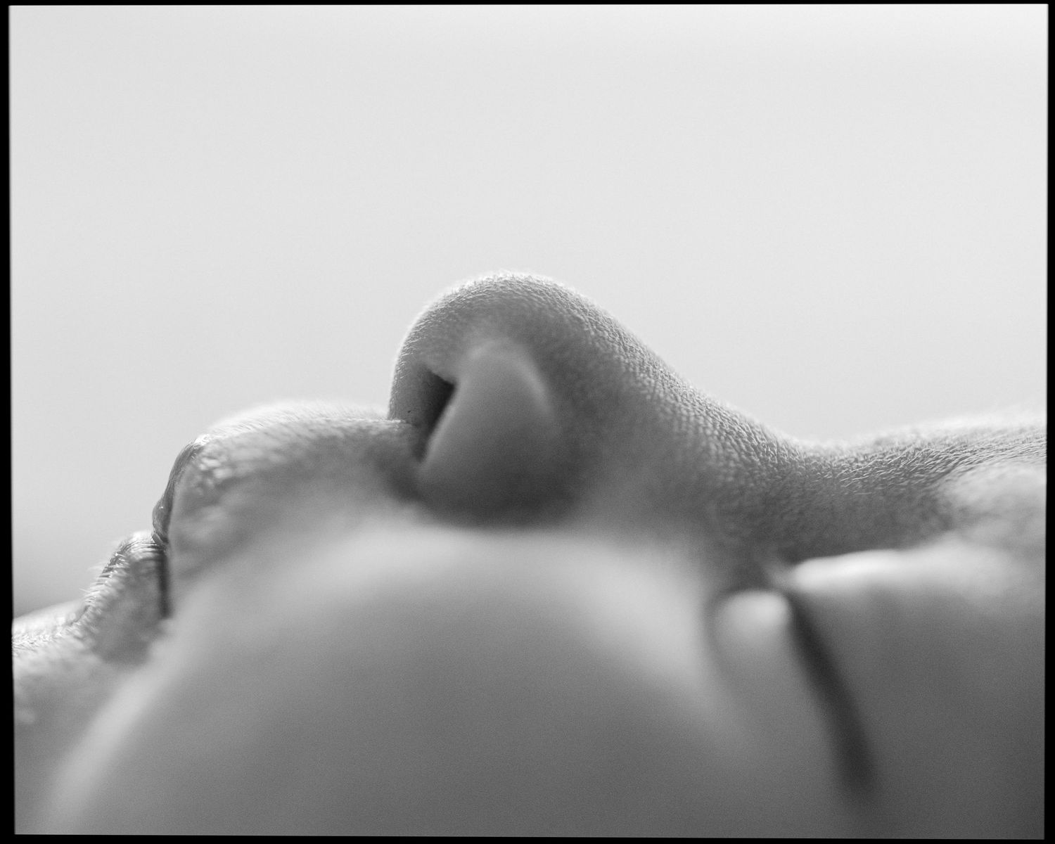 Black and white macro close-up of a sleeping newborn baby's small nose.
