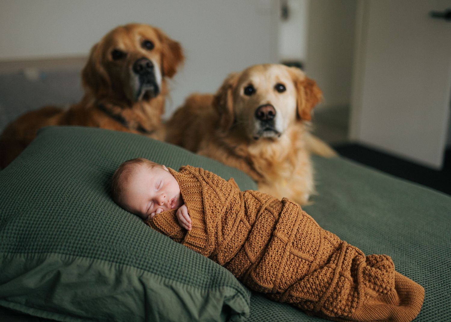 Two golden retrievers gently watching over a swaddled newborn baby on a green bed.