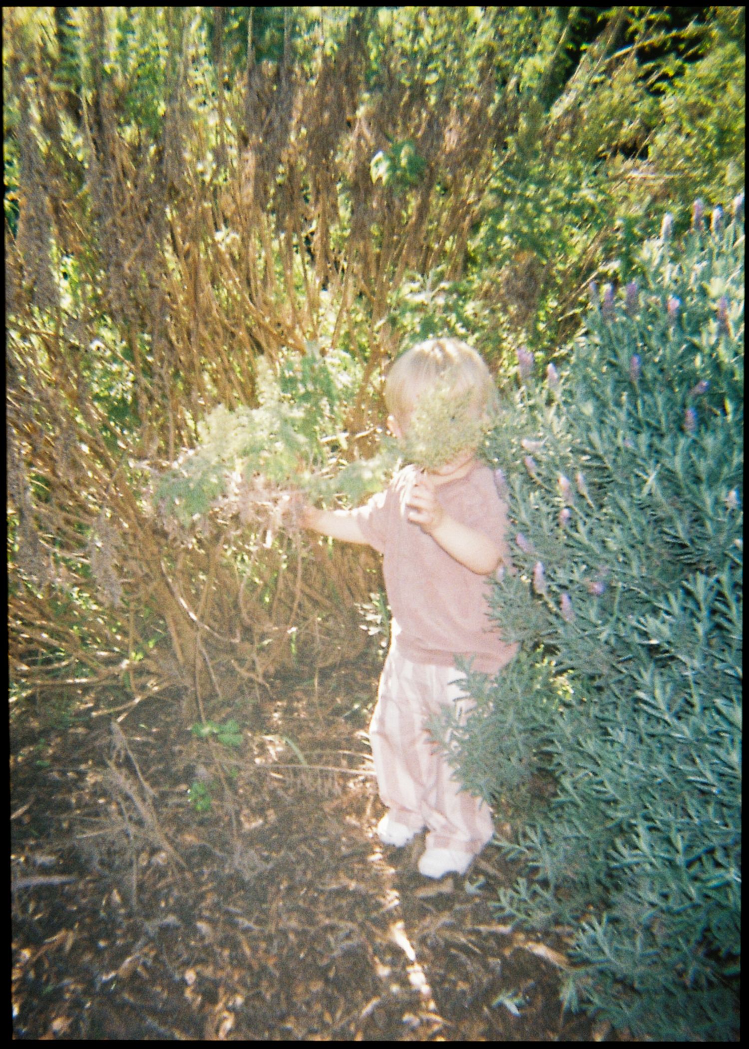 A toddler in pink explores lush garden greenery, reaching out to touch plants on a sunny day.