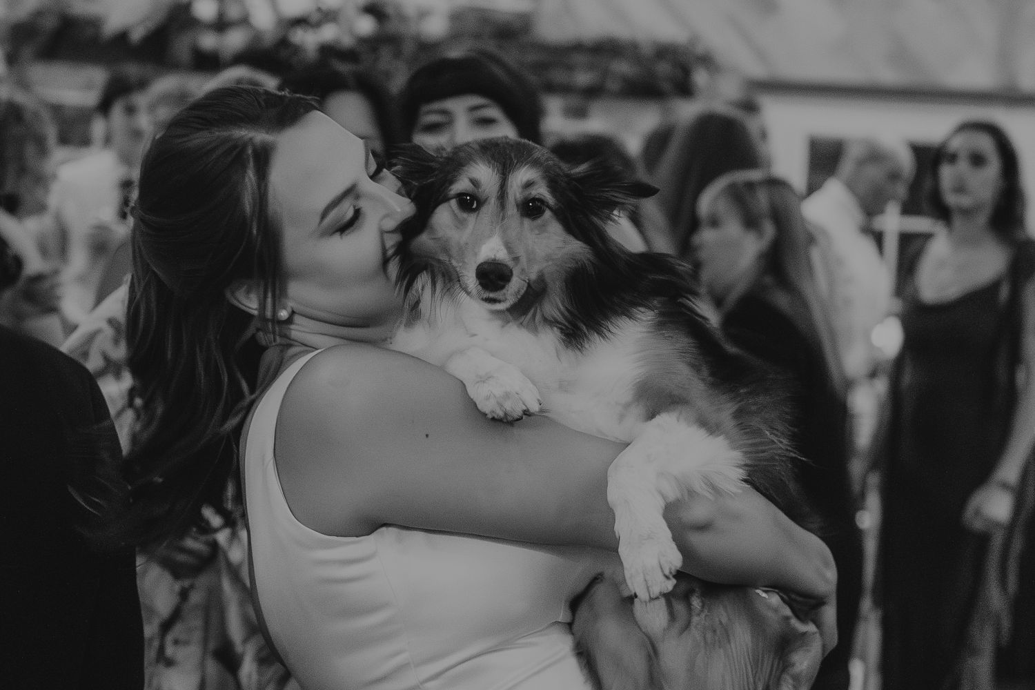 Bride in white dress lovingly embraces a Shetland Sheepdog at an outdoor wedding reception in black and white at The Barn at Walnut Grove