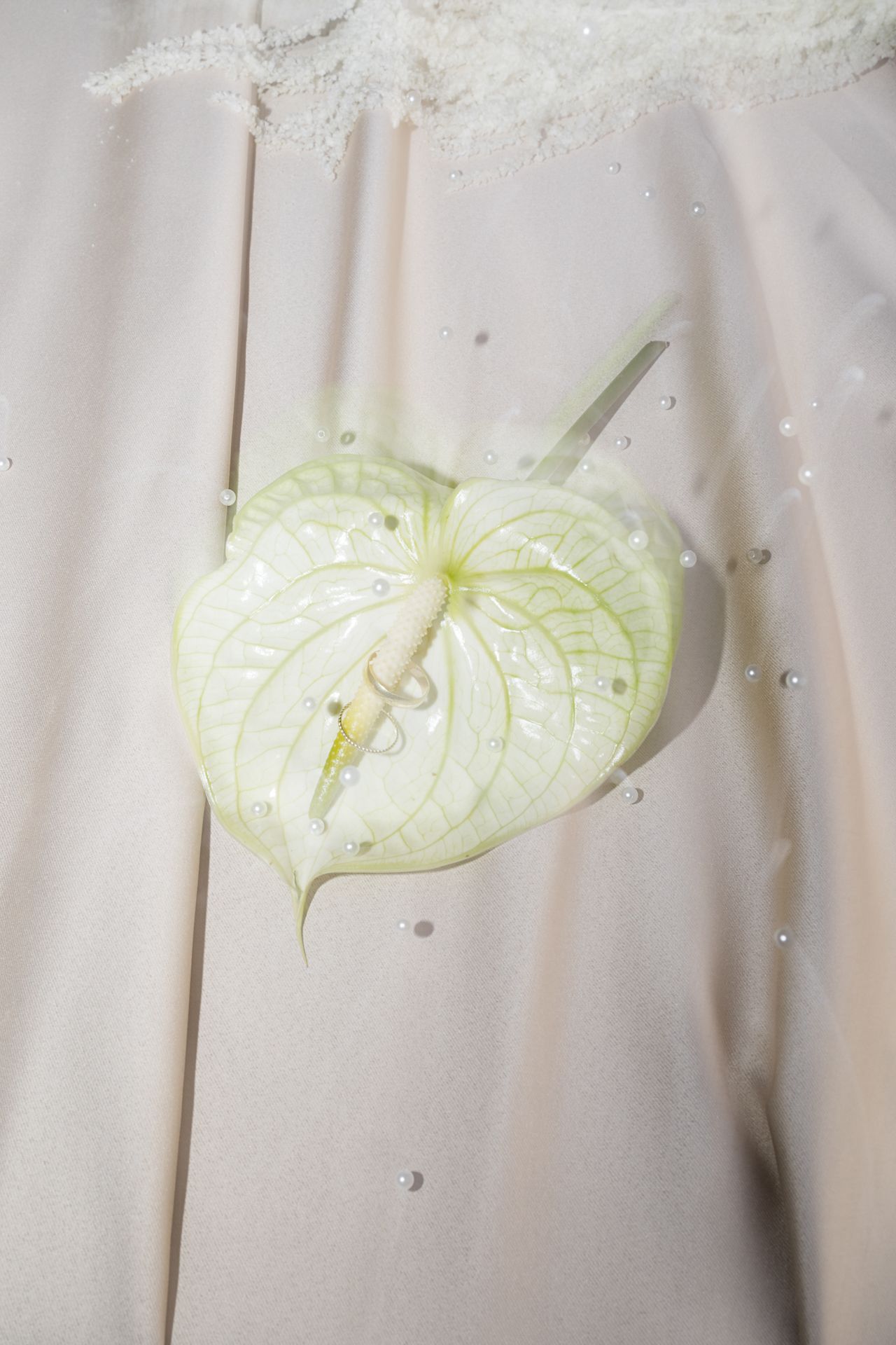 Delicate white anthurium flowers arranged against a soft neutral background.