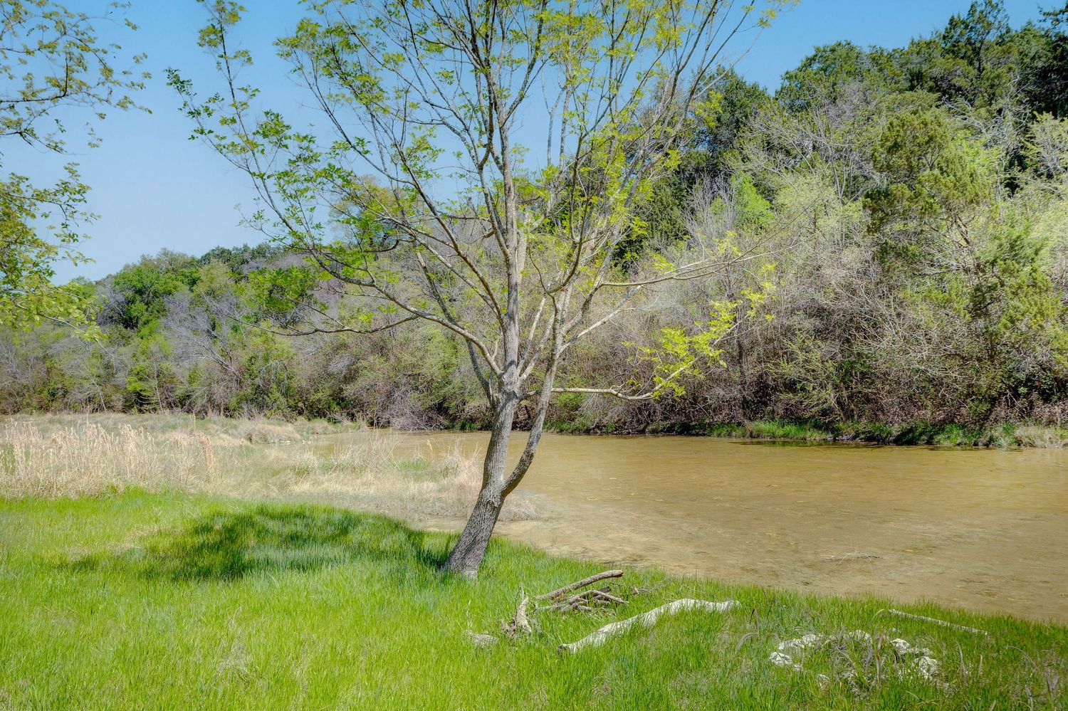 A serene riverside landscape with a lone tree, lush green grass, and dense forest along a calm muddy river on a sunny day.