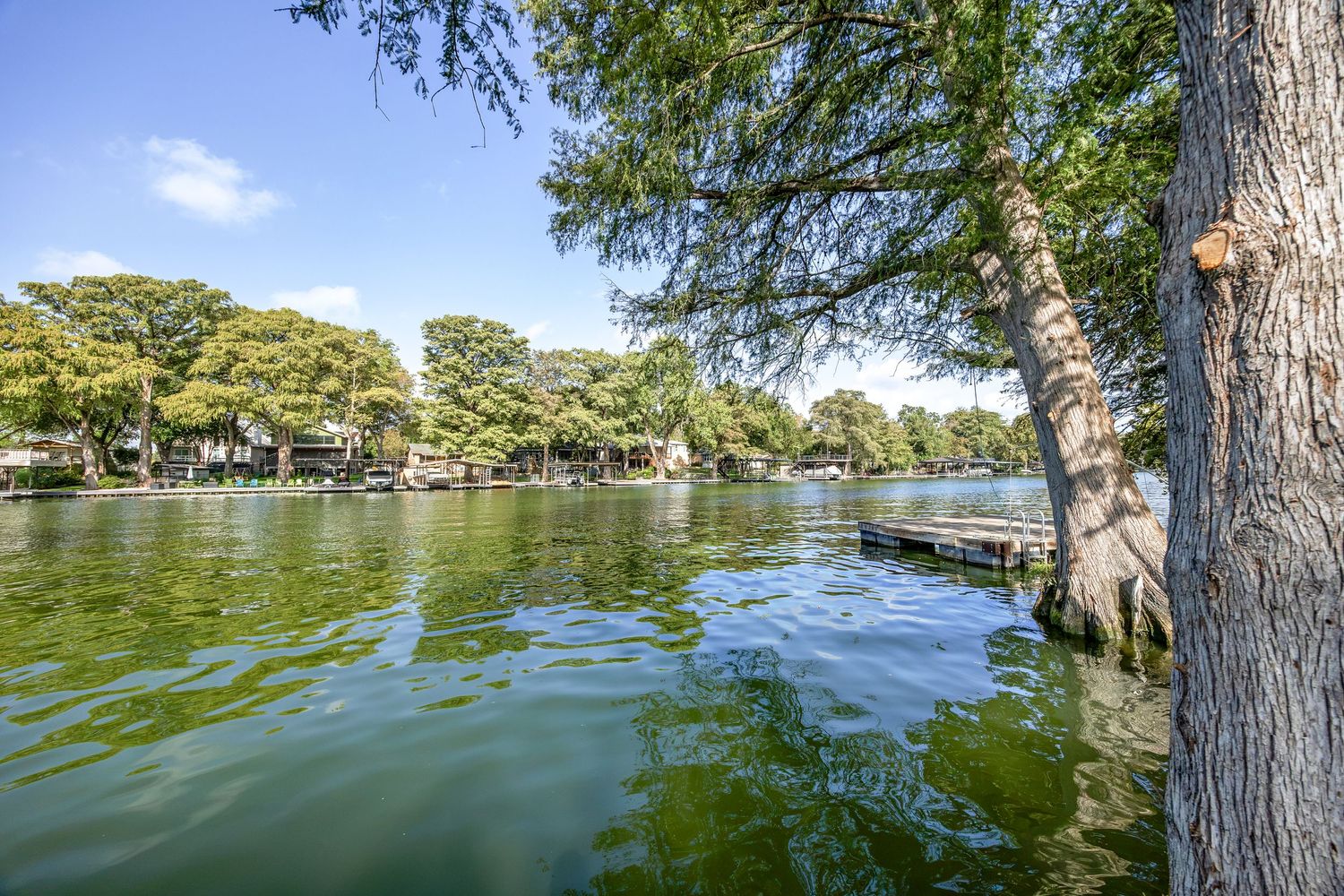 Serene lakefront view with green water, mature cypress trees, and a small wooden dock on a sunny day.