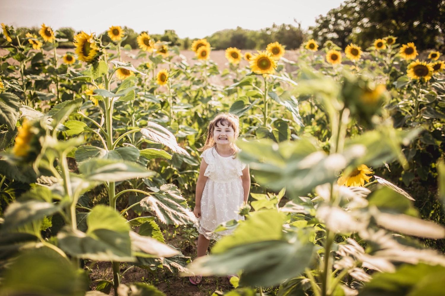Young girl in white dress standing in a sunny sunflower field.