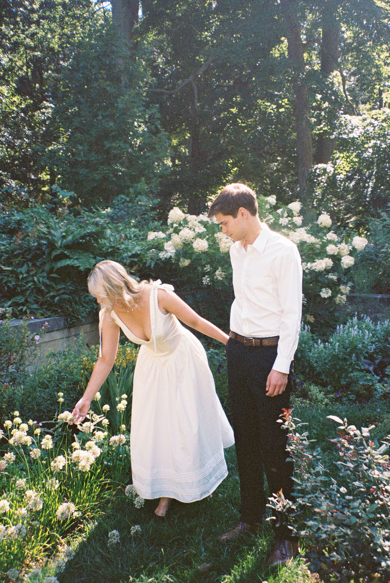 A couple in luxury attire explore a lush garden with white roses and greenery on a sunny afternoon captured on film