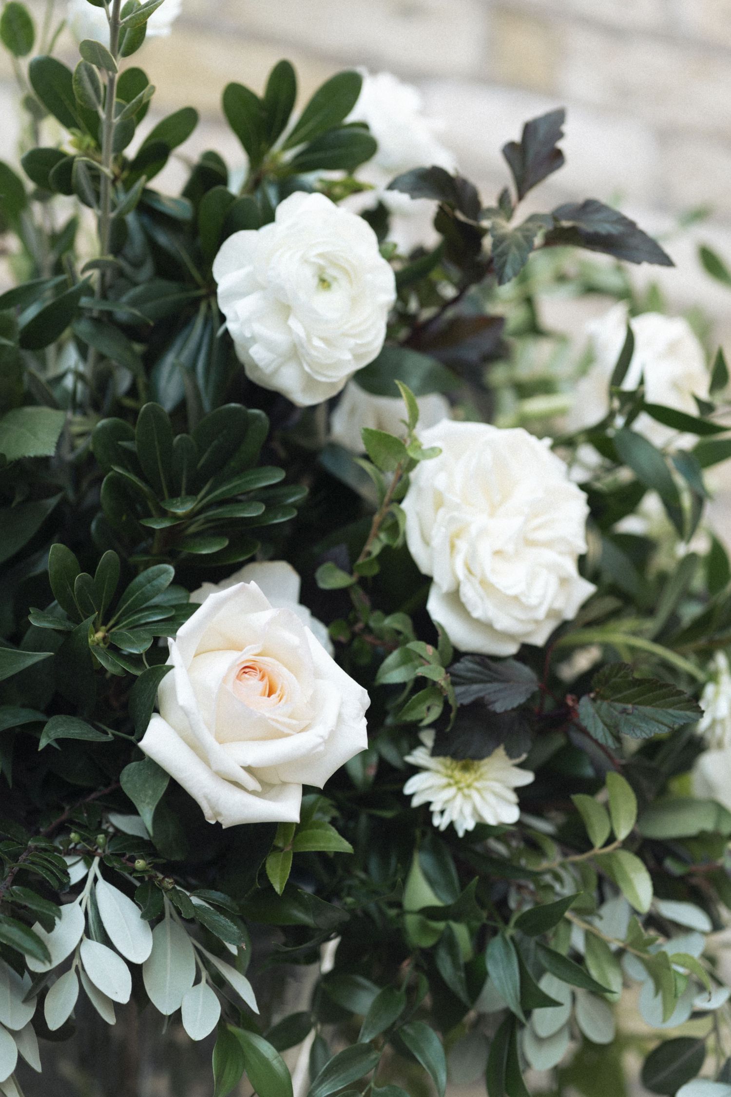 Delicate white roses with dark green foliage create an elegant contrast in a natural garden setting.