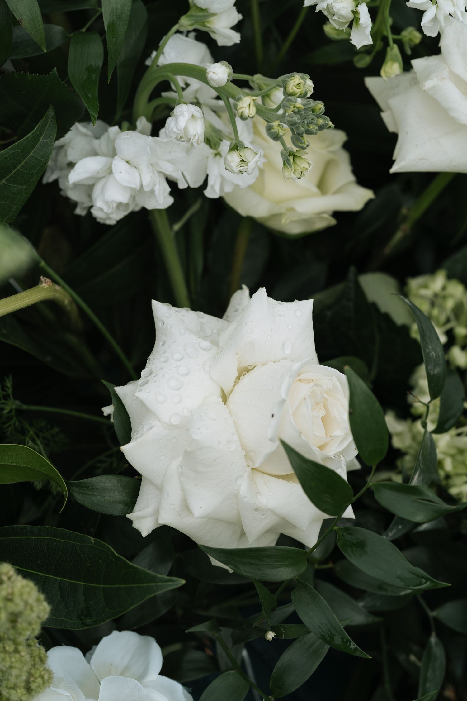 White roses with dewy petals surrounded by dark green leaves and clusters of small white blooms in a lush floral arrangement in Kentucky