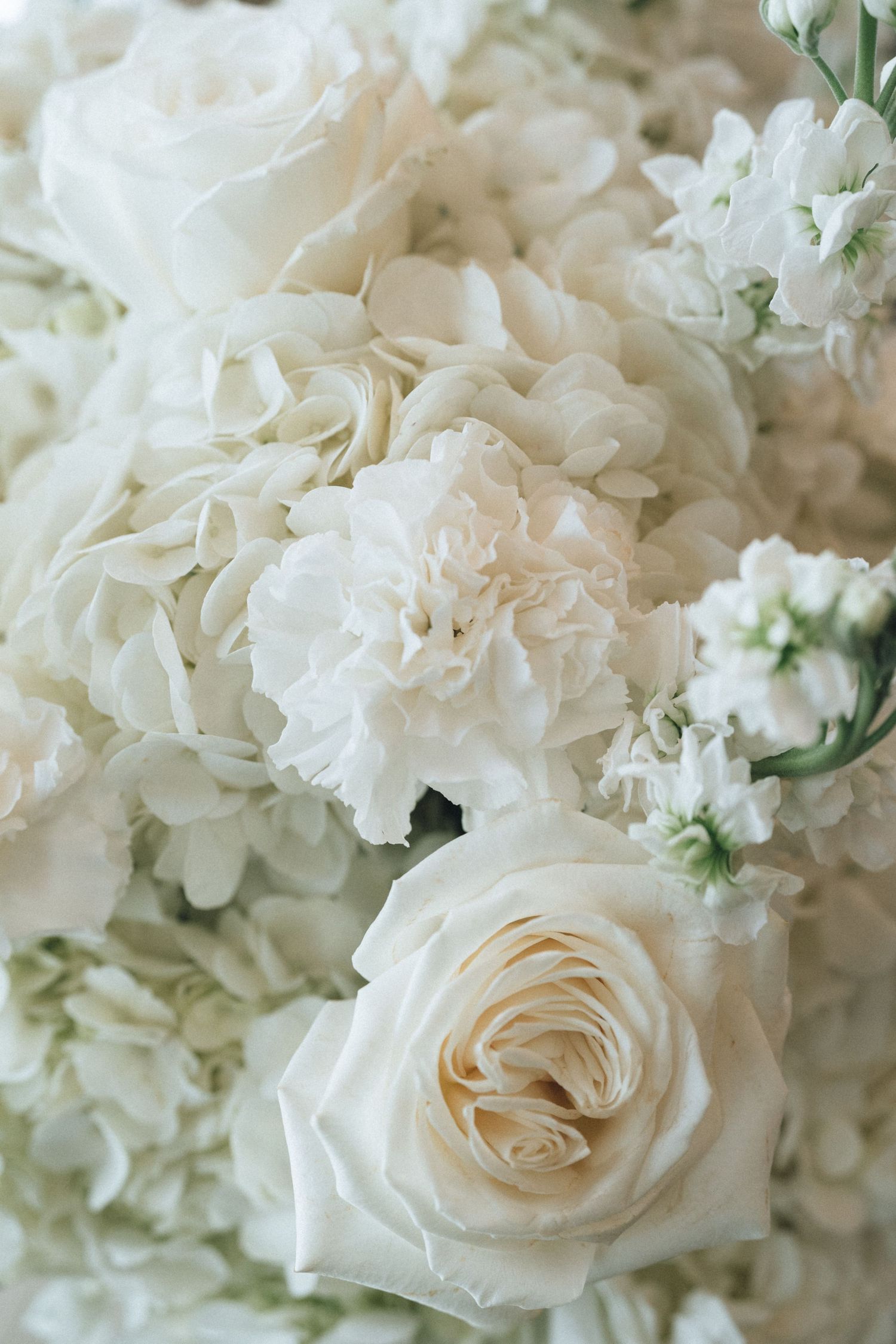 A collage of delicate white roses and carnations in varying close-up angles showing their soft ruffled petals and blooms.