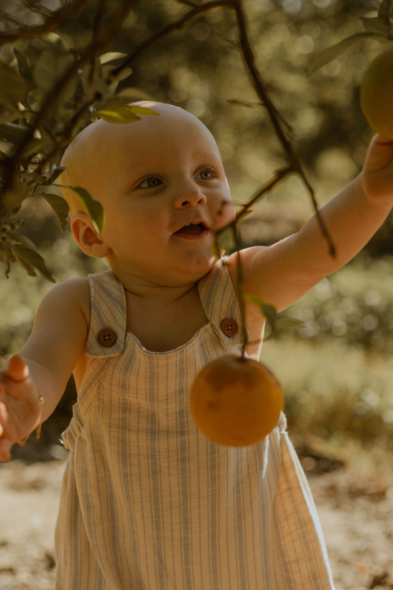 Baby in striped overalls reaching for an orange in a sun-dappled garden.