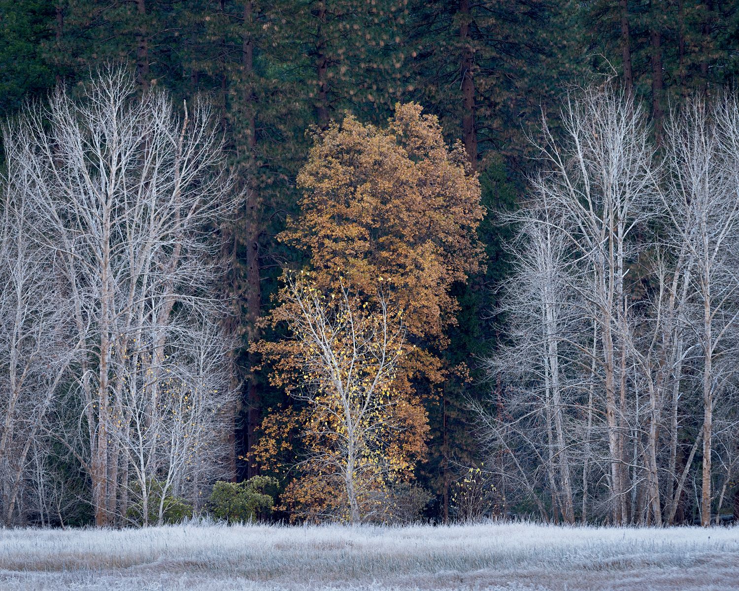 Bare cottonwood trees stand against dark forest with autumn colors.