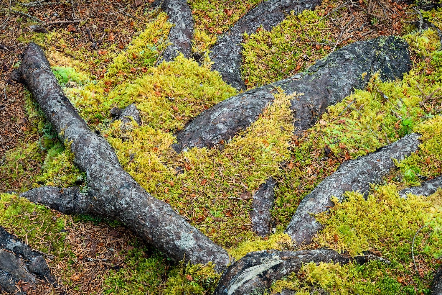 Green moss growing over twisted tree roots and bark in a forest setting.