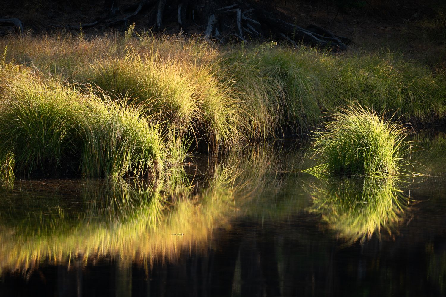 Tall grass reflects perfectly in still water creating a symmetrical nature scene.