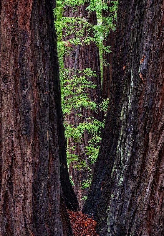 Majestic redwood trees standing tall in a lush forest with green foliage.