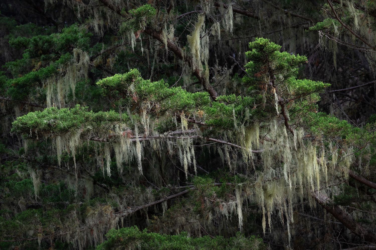 Spanish moss hanging from trees in a lush green forest landscape.
