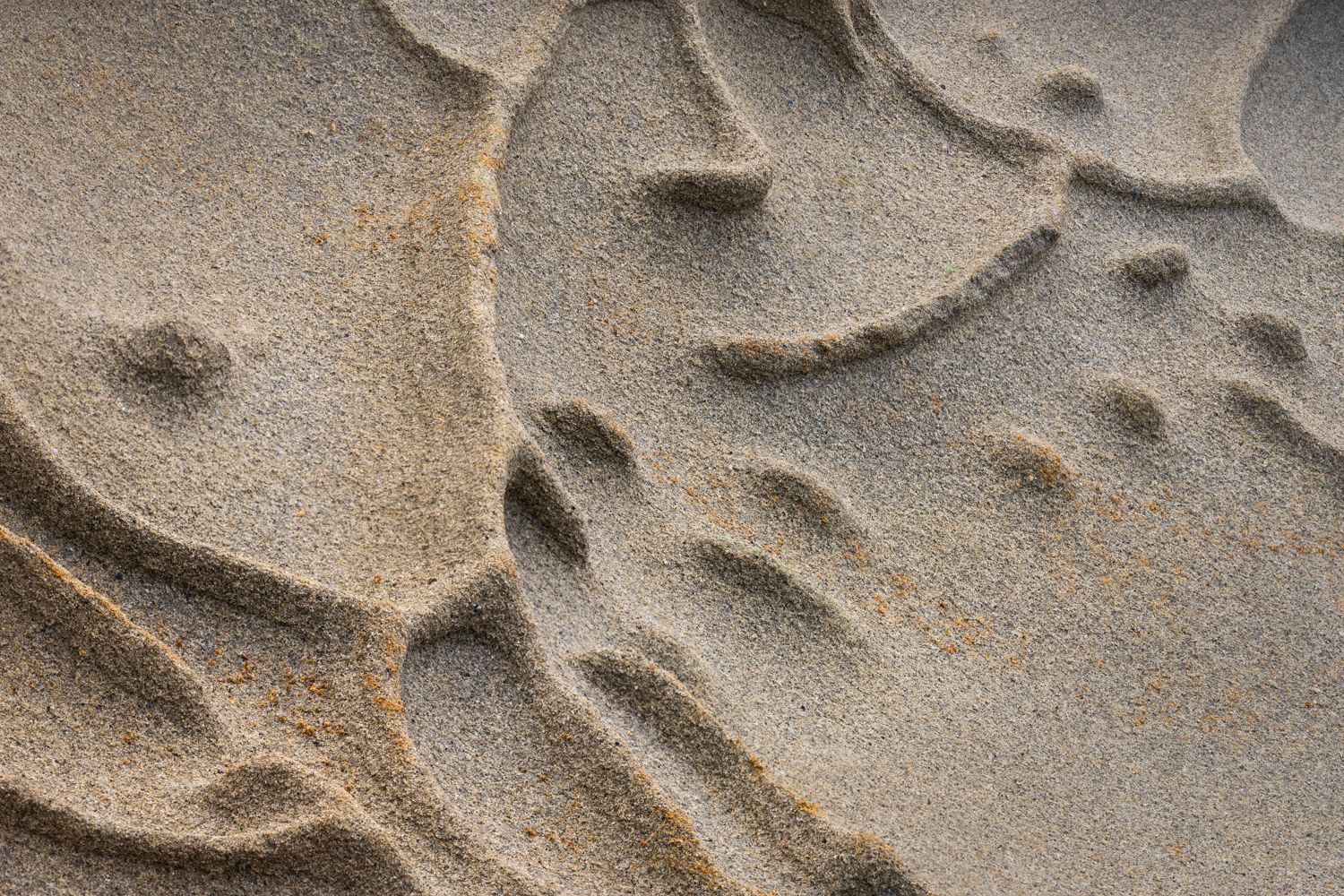 Close-up abstract patterns of tafoni sandstone on the California coast.