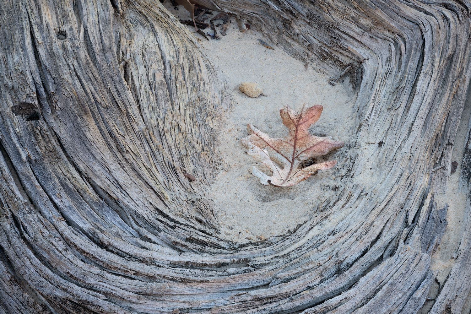 Swirling patterns of weathered wood grain create natural circular textures in tree cross sections.