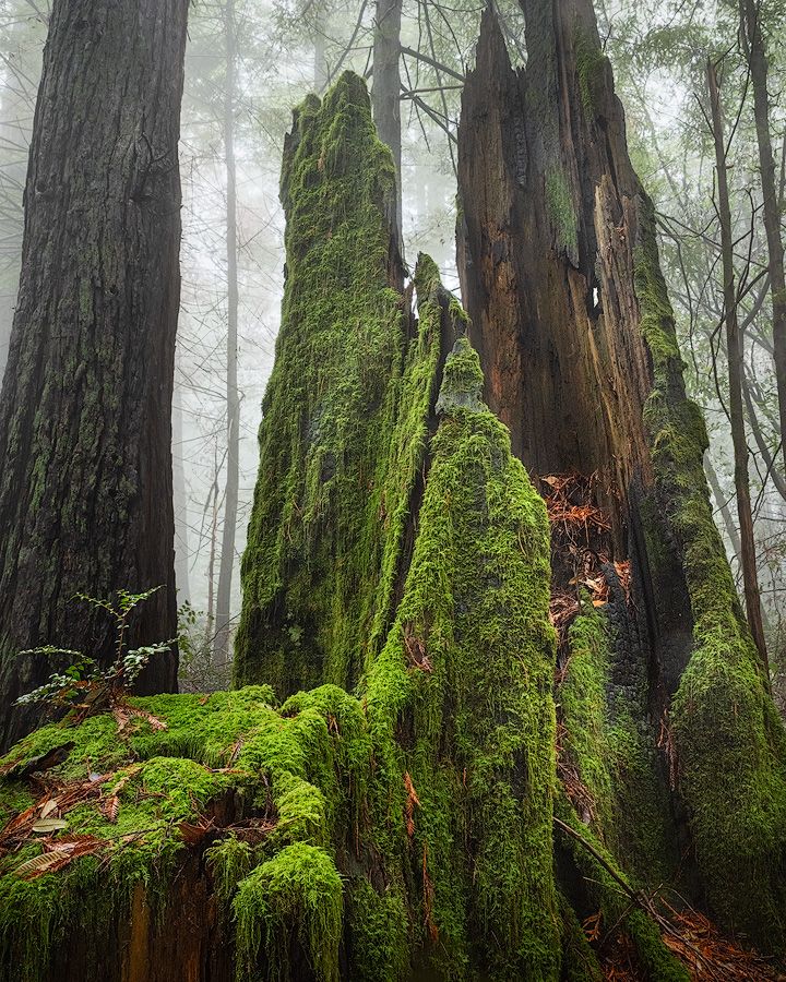 Ancient redwood tree stump covered in bright green moss stands in misty forest.