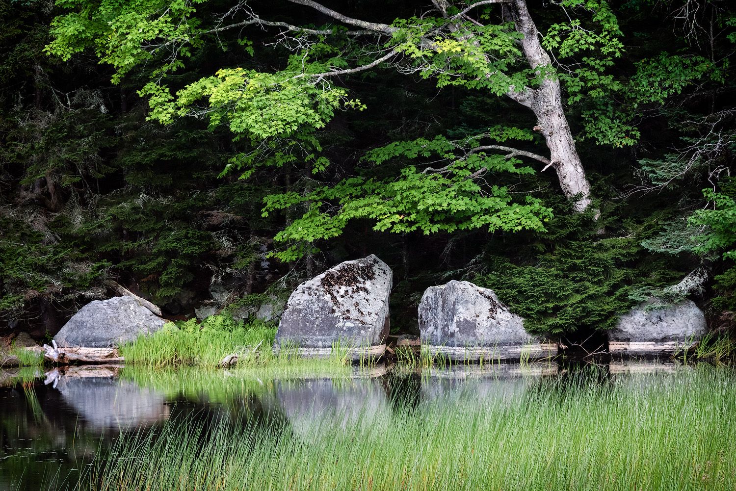 Large rocks and boulders line a tranquil pond edge beneath overhanging green trees.