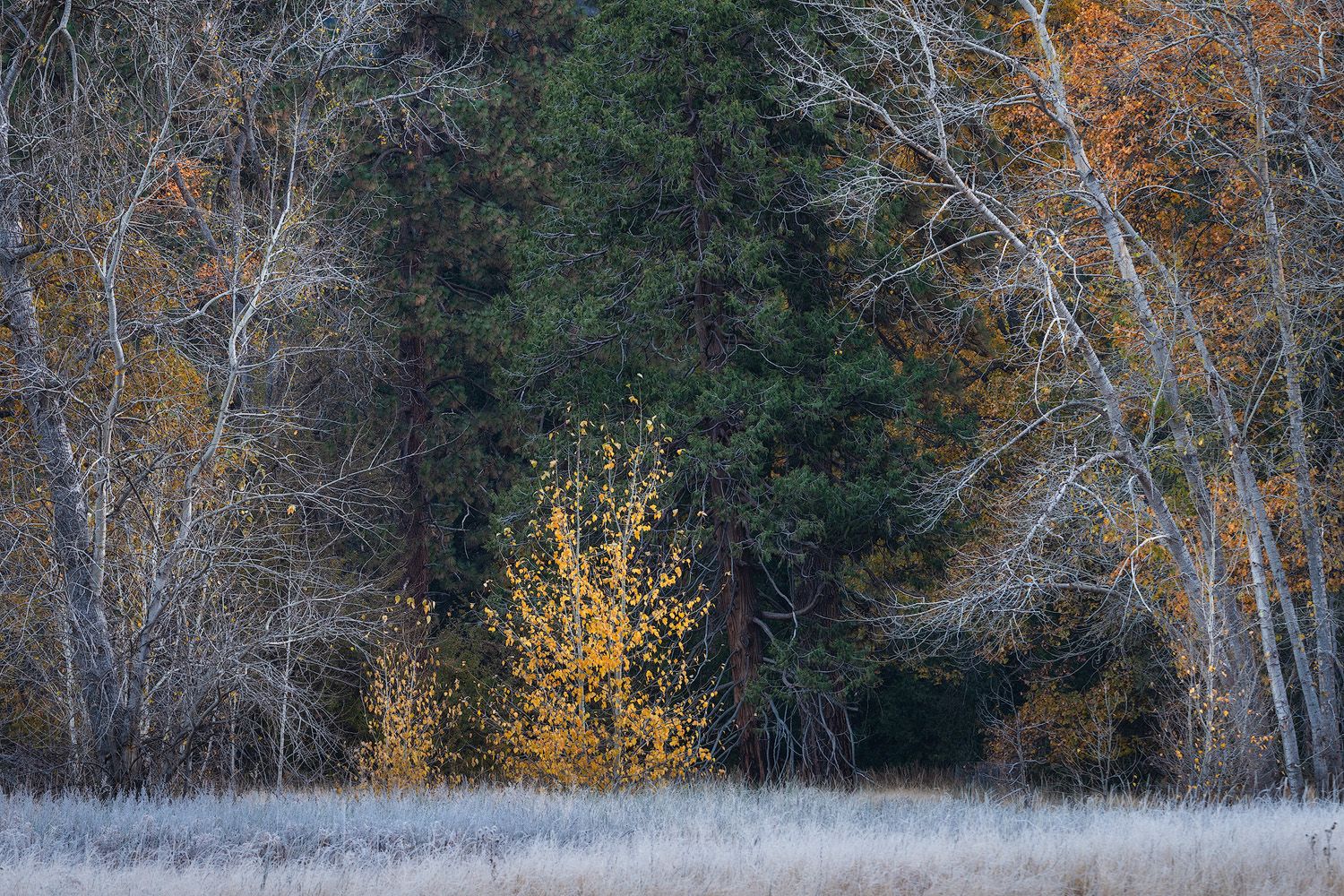 Cottonwood trees with autumn foliage stand against evergreens on the edge of a frosty meadow.