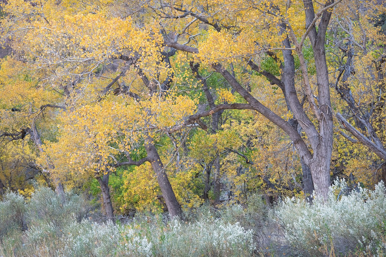 Autumn cottonwood trees with golden yellow foliage and rugged trunks surrounded by silver sagebrush in a fall landscape.