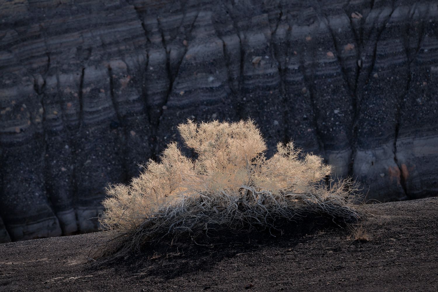 A lone dry bush contrasts against charred black hillside after a wildfire in a desolate burned landscape.