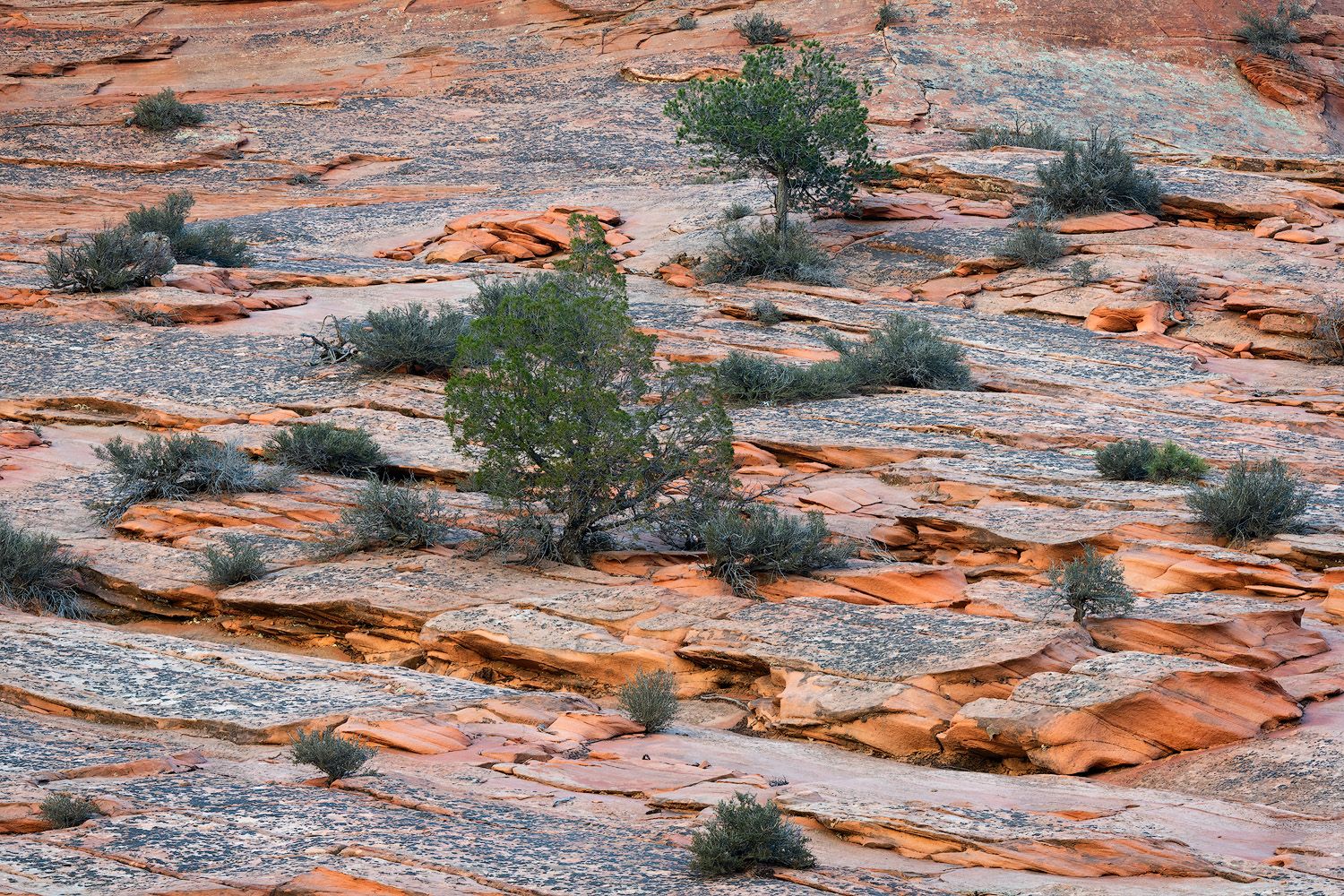 Rugged red sandstone formations with sparse desert vegetation scattered across the rocky terrain in the American Southwest.