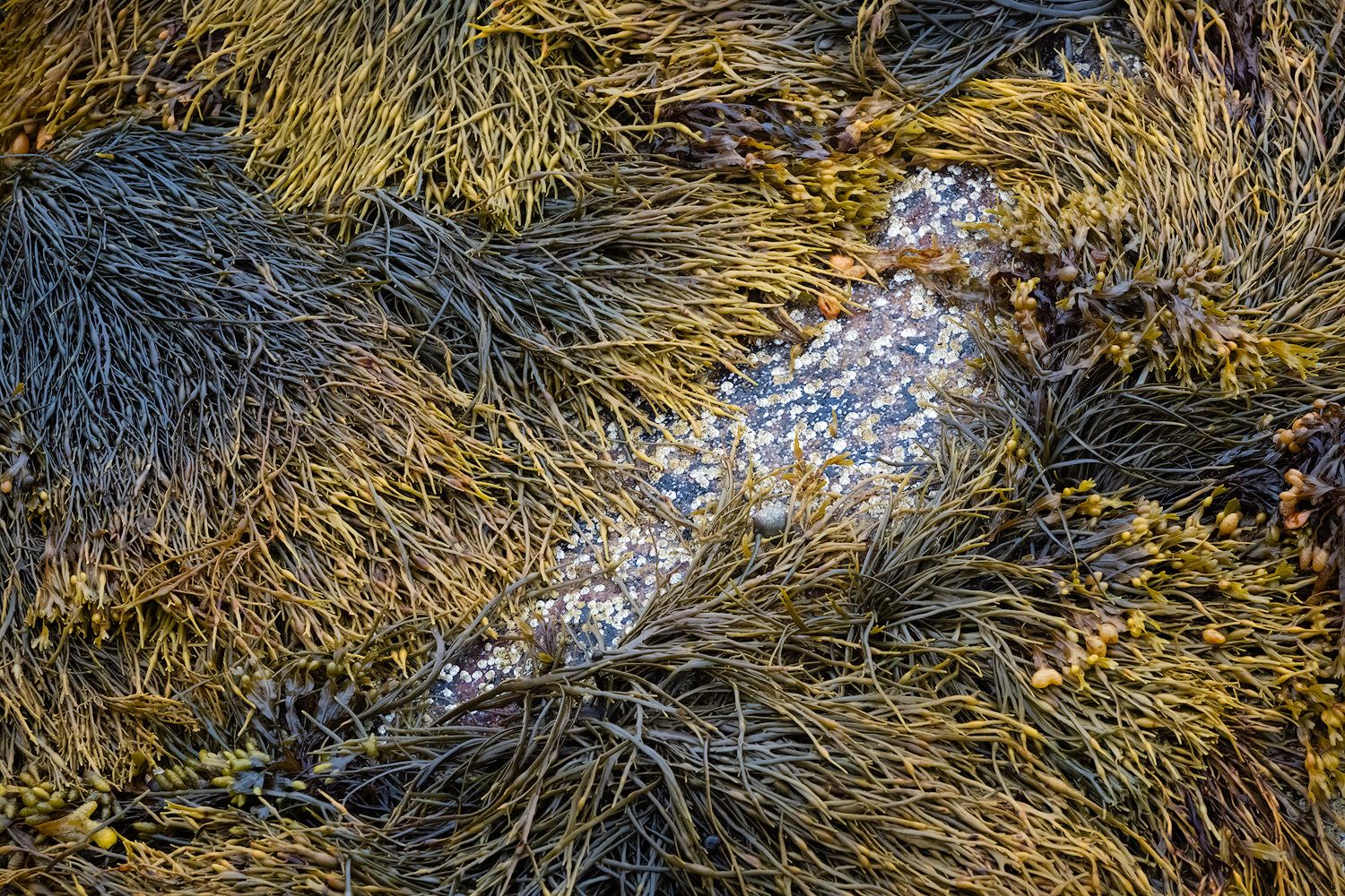 Sunlight glistens through clear water flowing over golden seaweed and kelp in shallow rocky tide pools.