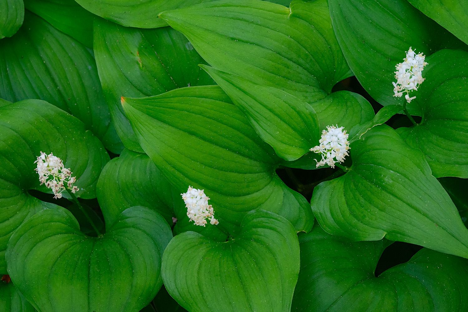 White false solomon's seal flowers bloom among large green hosta leaves in a redwood forest.