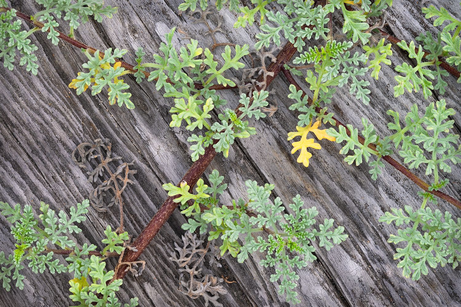 Green plants grow over a weathered driftwood surface.